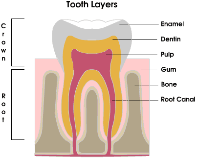 What are cavities