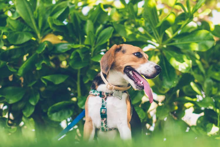 A beagle dog with a floral harness looks to the side smiling with its tongue hanging out by green foliage